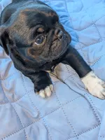 Gizmo, a male Pug for sale in Toledo, OH – 4 of 5