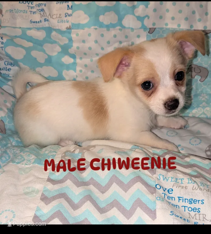 REDUCED Hercules – Chiweenie puppy for sale in Toledo, OH