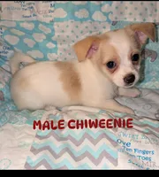 REDUCED Hercules, a male Chiweenie for sale in Toledo, OH – 1 of 6