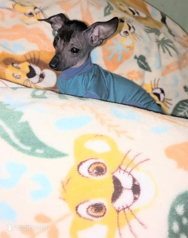 Huey – Chinese Crested puppy for sale in Toledo, OH