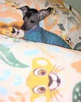 Huey, a male Chinese Crested for sale in Toledo, OH – 1 of 2