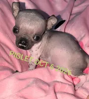 PIGLET, a male Chihuahua for sale in Toledo, OH – 1 of 6