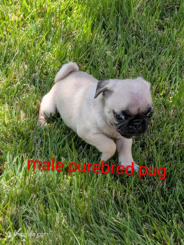 Mario – Pug puppy for sale in Toledo, OH