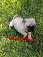 Mario, a male Pug for sale in Toledo, OH – 1 of 6