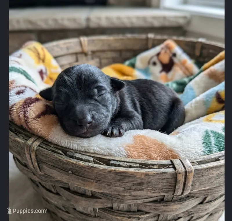 Lance – Chihuahua, Pomchi puppy for sale in Toledo, OH