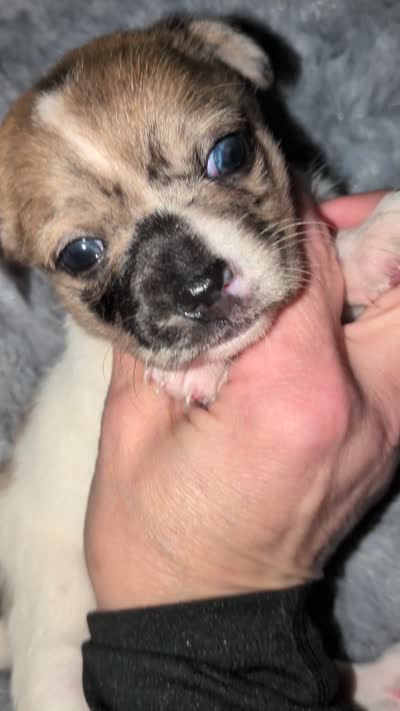 REDUCED Darla, a female Chiweenie for sale in Toledo, OH – 2 of 5