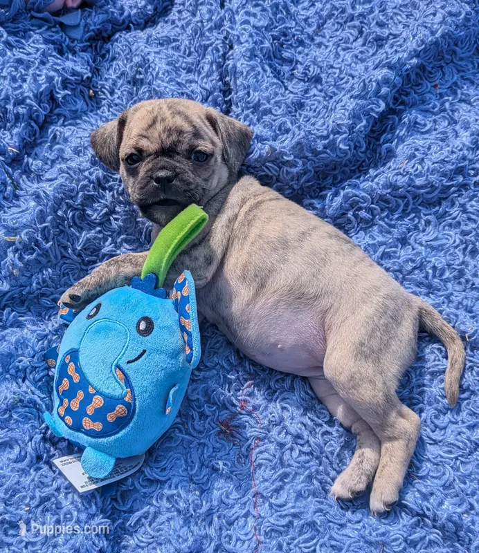 Lilly rose – Chihuahua, Pug puppy for sale in Toledo, OH