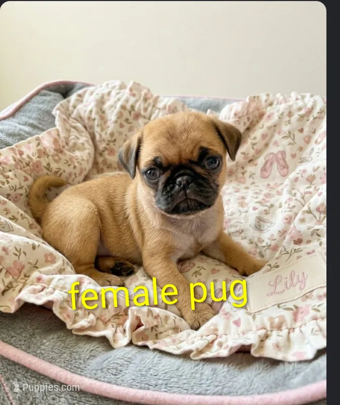 Rue – Pug puppy for sale in Toledo, OH