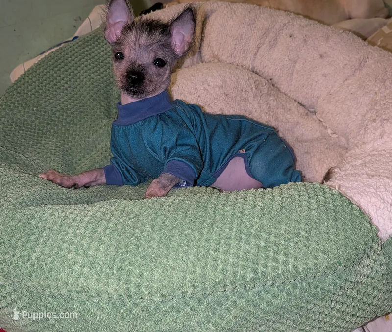 Echo  – Chinese Crested puppy for sale in Toledo, OH