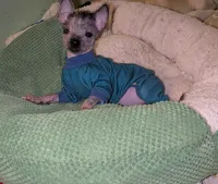 Echo , a female Chinese Crested for sale in Toledo, OH – 1 of 1