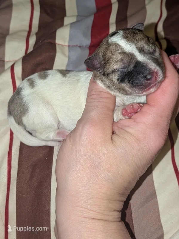 Cutie pie – Chiweenie puppy for sale in Toledo, OH