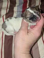Cutie pie, a female Chiweenie for sale in Toledo, OH – 1 of 2