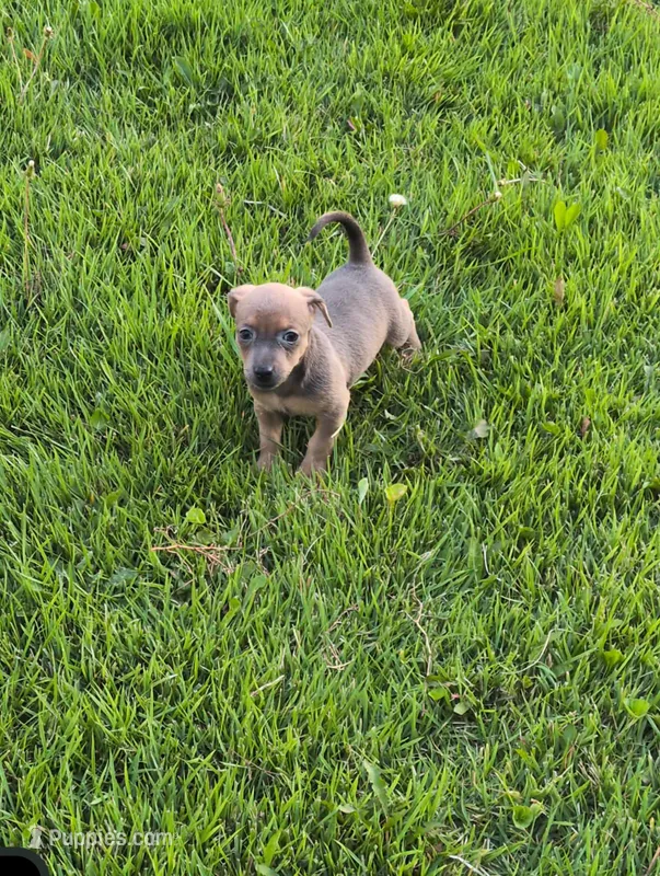 Timmy – Chiweenie puppy for sale in Toledo, OH