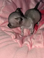 PIGLET, a male Chihuahua for sale in Toledo, OH – 6 of 6