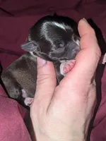 Bruce , a male Xoloitzcuintli and Chihuahua for sale in Toledo, OH – Photo 2 of 3