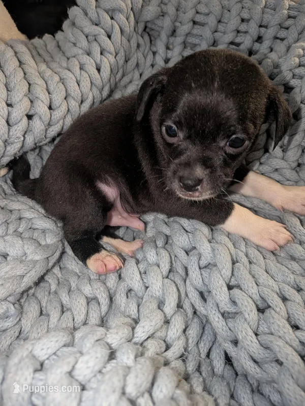 Bruce  – Xoloitzcuintli, Chihuahua puppy for sale in Toledo, OH