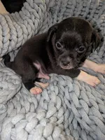 Bruce , a male Xoloitzcuintli and Chihuahua for sale in Toledo, OH – 1 of 1