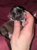 Bruce , a male Xoloitzcuintli and Chihuahua for sale in Toledo, OH – Photo 1 of 3