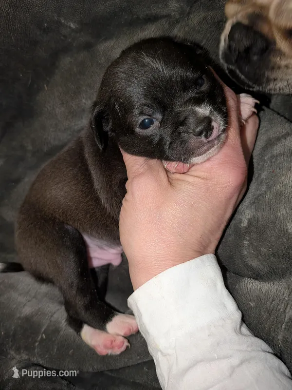 Bruce  – Xoloitzcuintli, Chihuahua puppy for sale in Toledo, OH