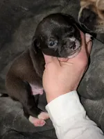 Bruce , a male Xoloitzcuintli and Chihuahua for sale in Toledo, OH – Photo 1 of 4