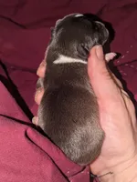 Bruce , a male Xoloitzcuintli and Chihuahua for sale in Toledo, OH – Photo 3 of 3