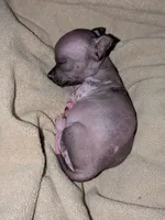 PIGLET, a male Chihuahua for sale in Toledo, OH – 2 of 6