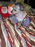Echo, a female Chihuahua for sale in Toledo, OH – 2 of 3