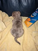 Poppy, a male French Bulldog and Chihuahua for sale in Toledo, OH – 5 of 5