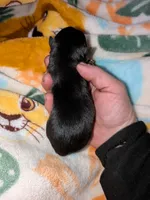 Lance, a male Chihuahua and Pomchi for sale in Toledo, OH – 3 of 3