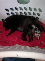 Pruitt , a female Pomchi for sale in Toledo, OH – 3 of 7