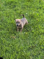 Timmy, a female Chiweenie for sale in Toledo, OH – 2 of 2