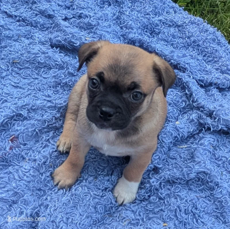 Chubs  – Chihuahua, Pug puppy for sale in Toledo, OH