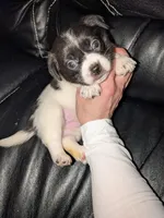 Faith, a female Chihuahua and Miniature Dachshund for sale in Toledo, OH – 1 of 5