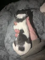 Faith, a female Chihuahua and Miniature Dachshund for sale in Toledo, OH – Photo 2 of 2