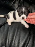 Faith, a female Chihuahua and Miniature Dachshund for sale in Toledo, OH – 2 of 5