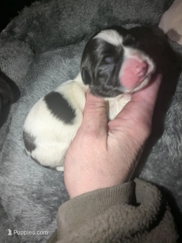 Faith – Chihuahua, Miniature Dachshund puppy for sale in Toledo, OH