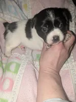 Faith, a female Chihuahua and Miniature Dachshund for sale in Toledo, OH – 4 of 5