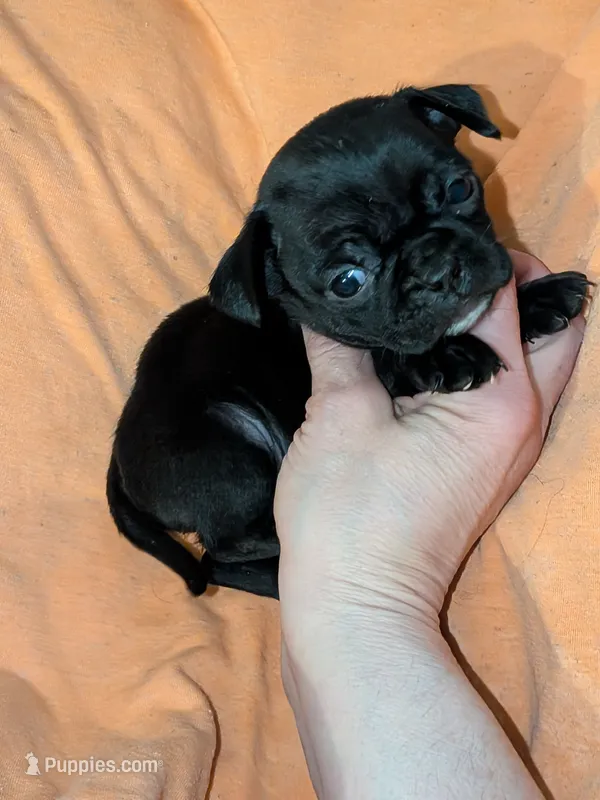 Charlie – Chihuahua, Pug puppy for sale in Toledo, OH