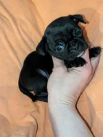 Charlie, a male Chihuahua and Pug for sale in Toledo, OH – 1 of 1