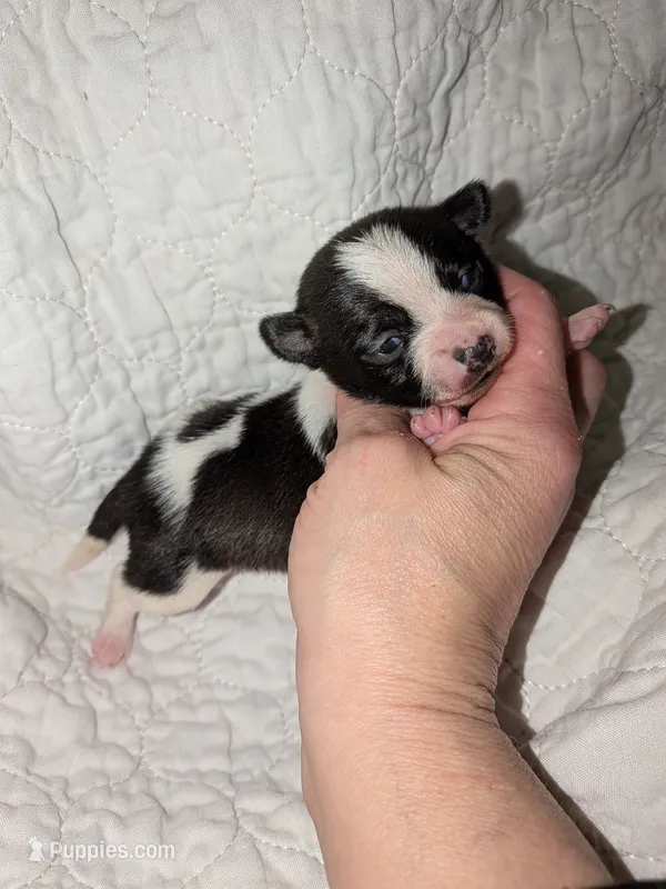 Cow – Chinese Crested puppy for sale in Toledo, OH