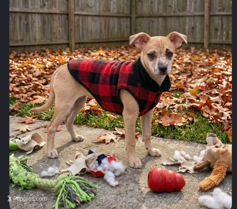 Mandy – Chihuahua puppy for sale in Toledo, OH