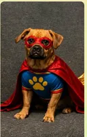 Owen, a male Chiweenie for sale in Toledo, OH – 2 of 2