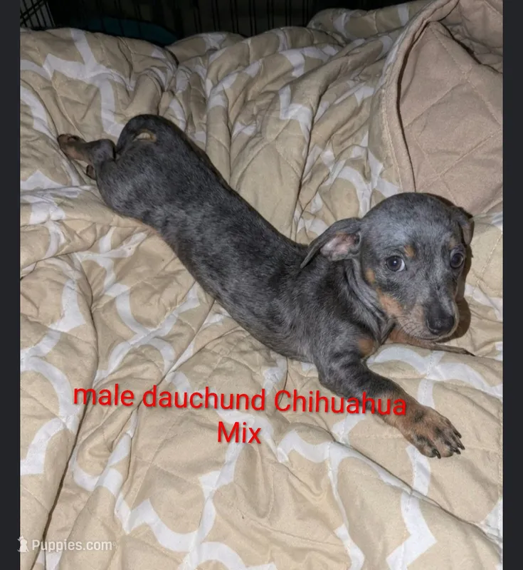 Timmy – Chiweenie puppy for sale in Toledo, OH