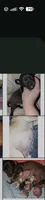  REDUCED Lance, a male Chihuahua and Pomchi for sale in Toledo, OH – 8 of 8