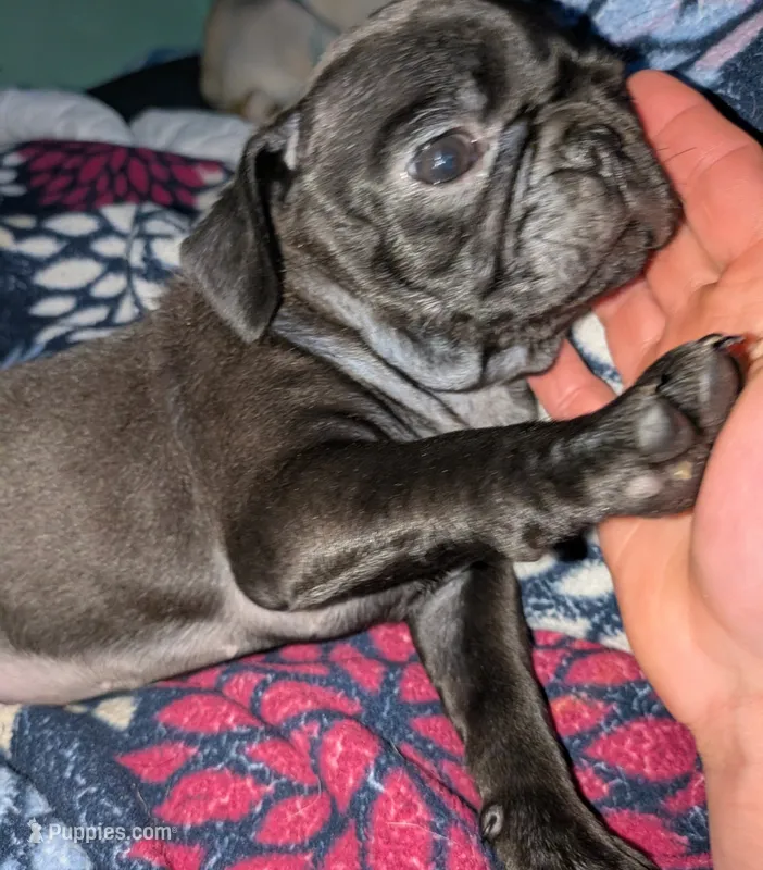 Margo 2 – Pug puppy for sale in Toledo, OH