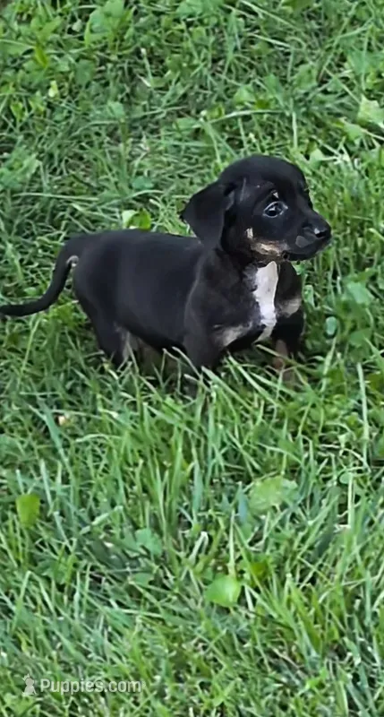 Marty – Chiweenie puppy for sale in Toledo, OH