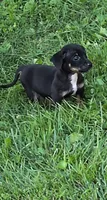Marty, a female Chiweenie for sale in Toledo, OH – 1 of 2