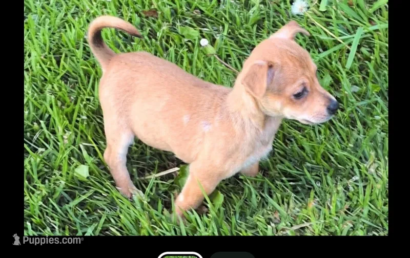 Mary beth – Chiweenie puppy for sale in Toledo, OH