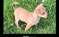 REDUCED Mary beth, a female Chiweenie for sale in Toledo, OH – 2 of 2