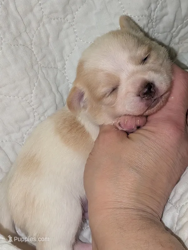 Hercules – Chihuahua puppy for sale in Toledo, OH